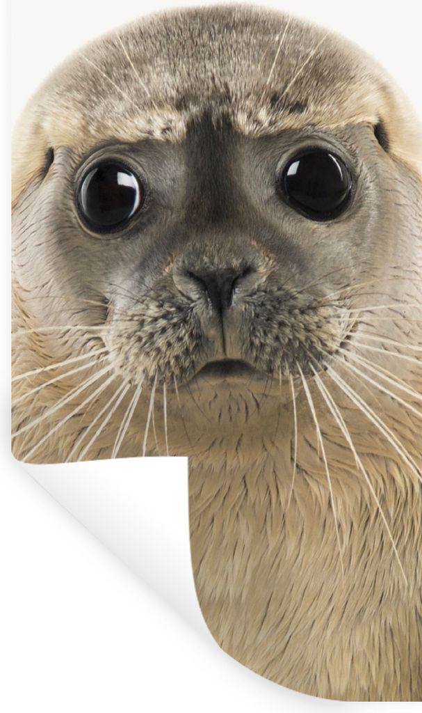 MuchoWow Wandtattoo Wandsticker Wandaufkleber Jungen - Robbe - Kinder - Mädchen - Tiere 40x80 cm Selbstklebend und Repositionierbar - Reposition...