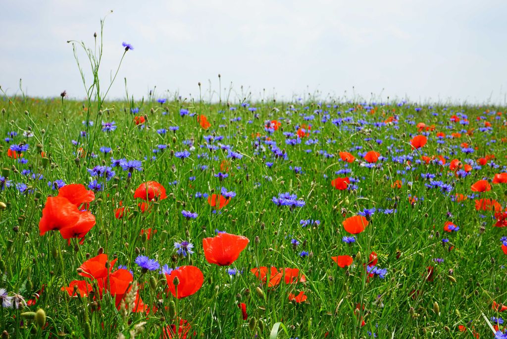hansepuzzle 16351 - Blumen-Feld Puzzle, 2000 Teile, Natur, 90,0 x 60,0cm mit hochwertiger Aufbewahrung, Kartonbox und wiederverschließbarem Beutel