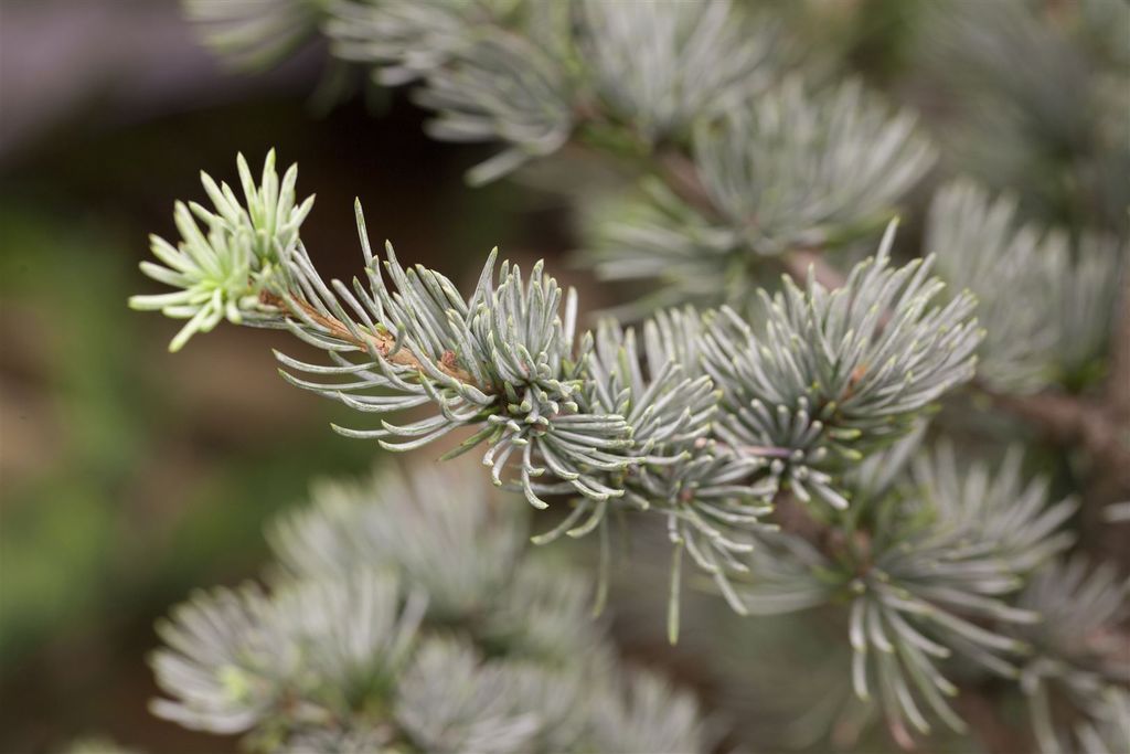 Cedrus atlantica 'Glauca', Atlas-Zeder, blau-grün, 60–80 cm