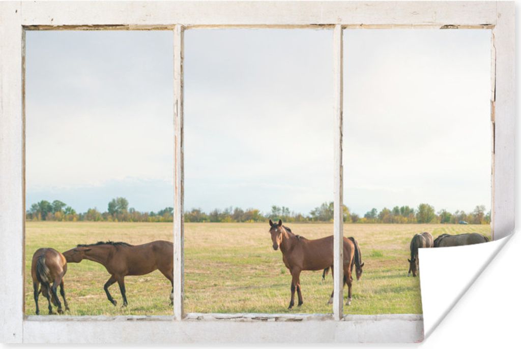 MuchoWow Poster Durchschauen - Pferde - Tiere 180x120 cm - Fotoplakat