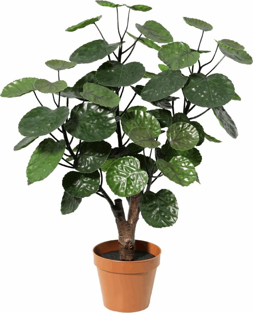Polyscias Fabian Kunstpflanze 55cm Aralie Deko Pflanze Pflegefreie Zimmerpflanze