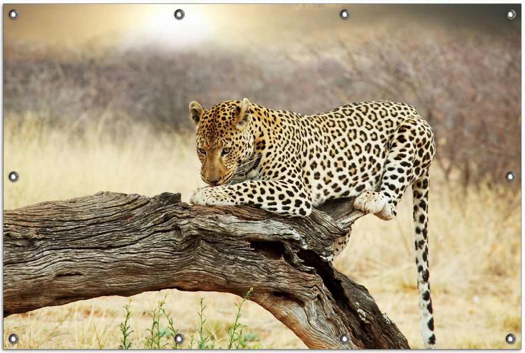Wallario Outdoor-Poster für Garten oder Balkon, Motiv Leopard auf Baumstamm in Afrika, in ca. 100 x 150 cm