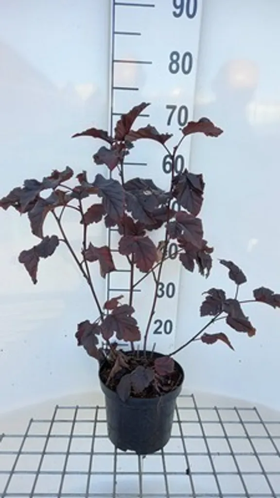 Physocarpus Midnight : Arbuste sans entretien pour Jardin Coloré 60cm