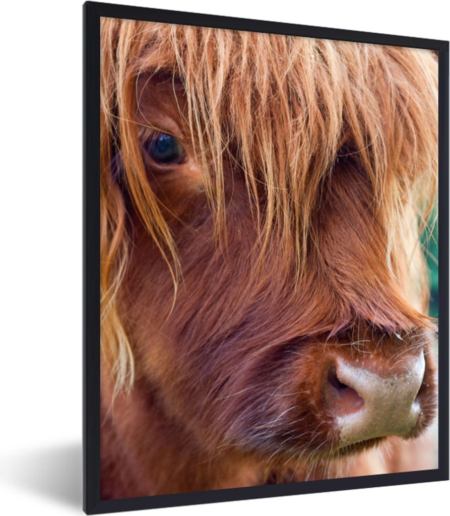 MuchoWow Gerahmtes Poster Schottischer Highlander - Braun - Kalb 60x80 cm - Poster mit Schwarzem Bilderrahmen Wandposter Rahmen Foto Bilder - Pre...