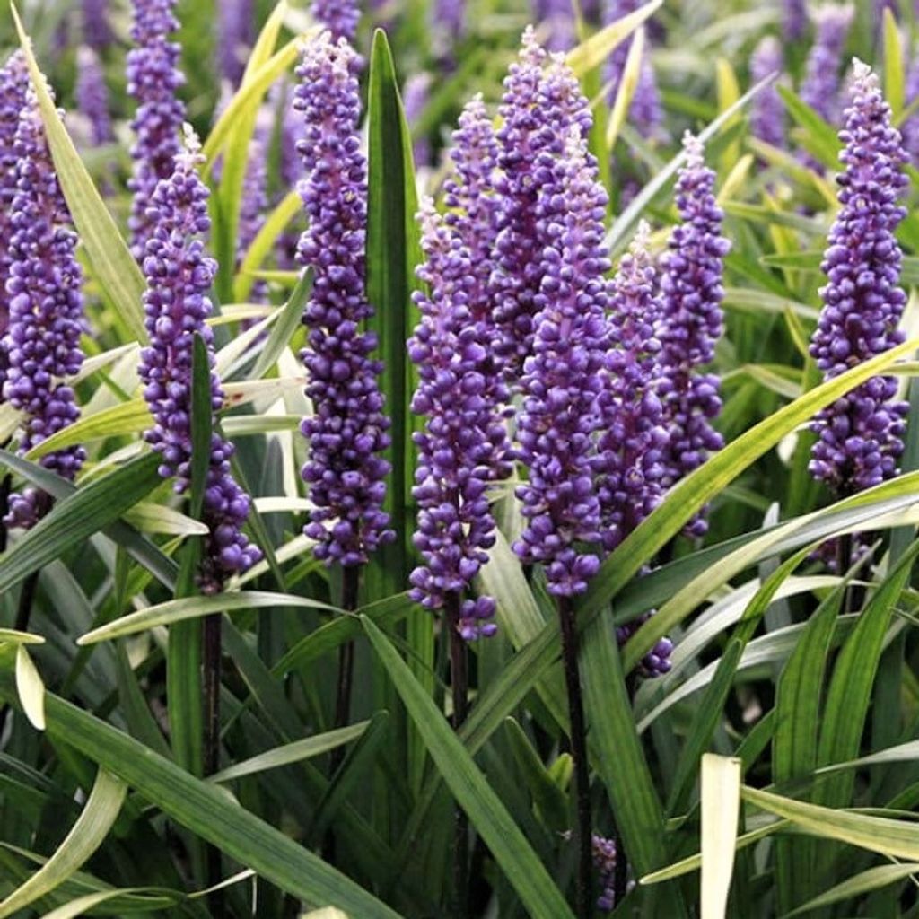 6 x Glöckchentraube, Lilientraube - Liriope muscari 'Super Blue' | Topf 9cm x 9cm