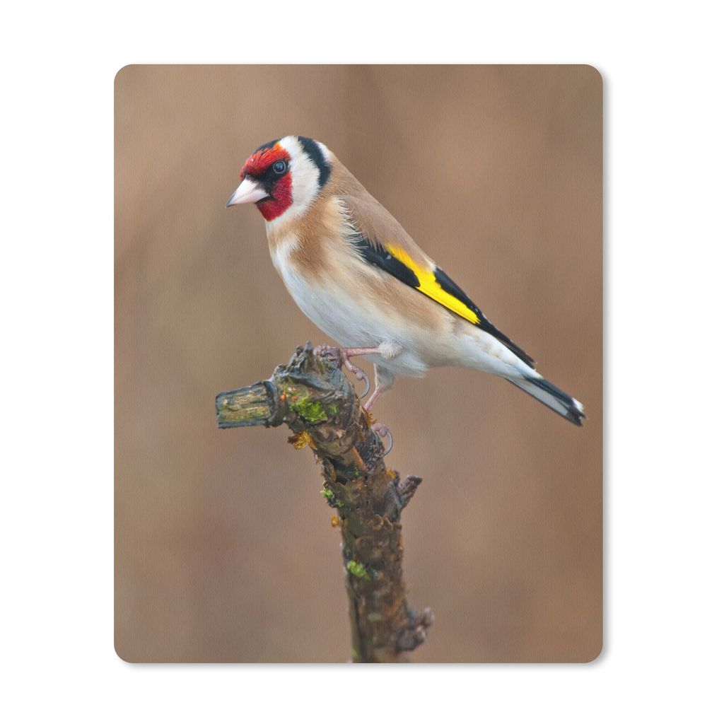 MuchoWow Mauspad Mousepad Nahaufnahme eines bunten Stieglitzes auf einem dünnen Zweig 19x23 cm - Mousepads - Maus Mat - Pad - Mausunterlage - Ma...