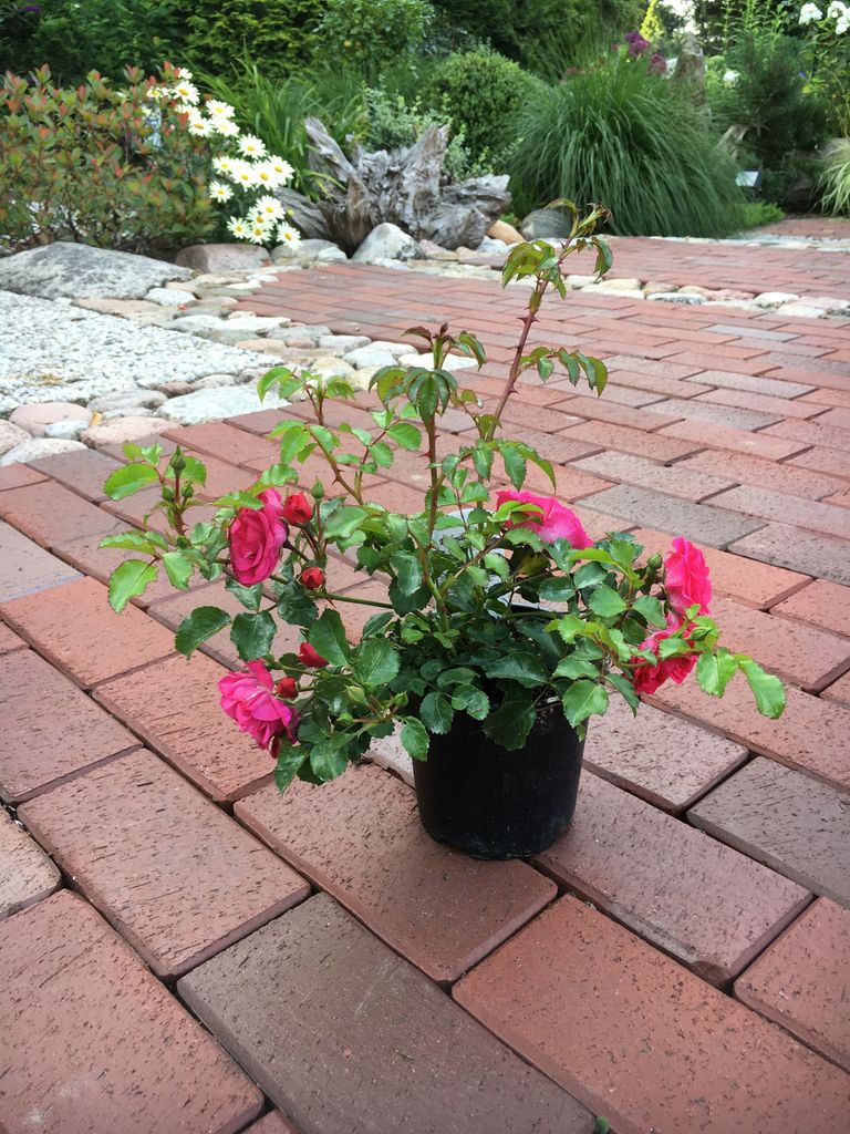 A potted pink rose bush sits on a brick pathway in a garden setting.