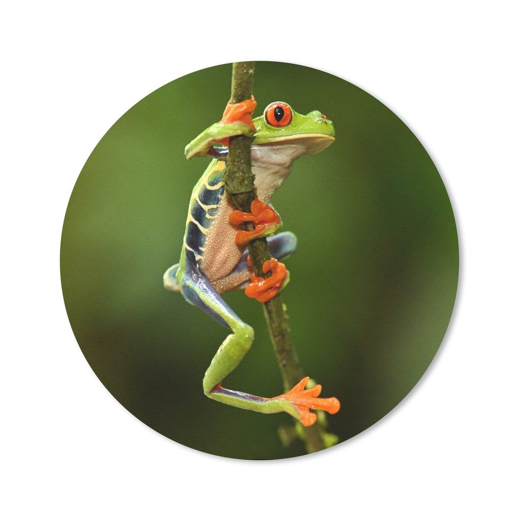 MuchoWow Mauspad Mousepad Frosch - Regenwald - Zweig 40x40 cm - Mousepads - Maus Mat - Pad - Mausunterlage - Schreibtisch Accessoires