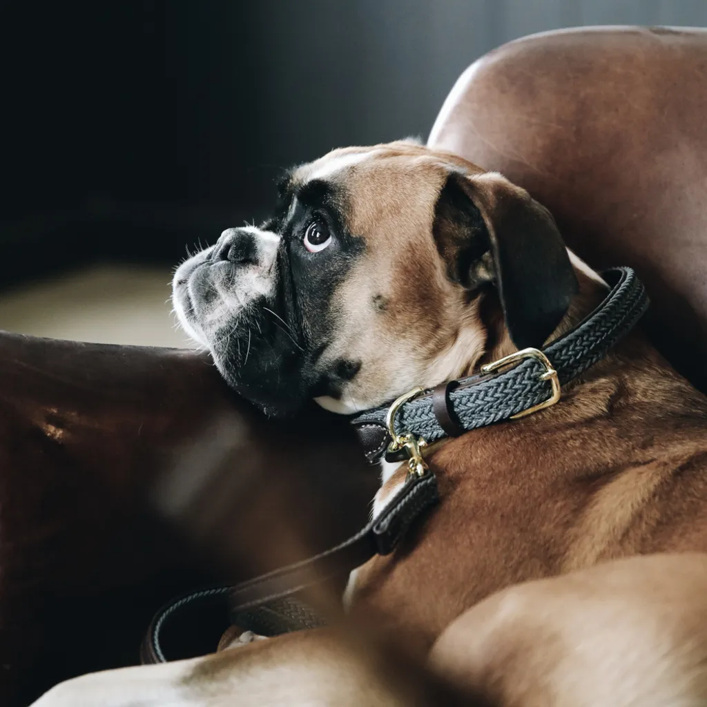 Collare per cani Kentucky Dogwear in nylon intrecciato grigio XS