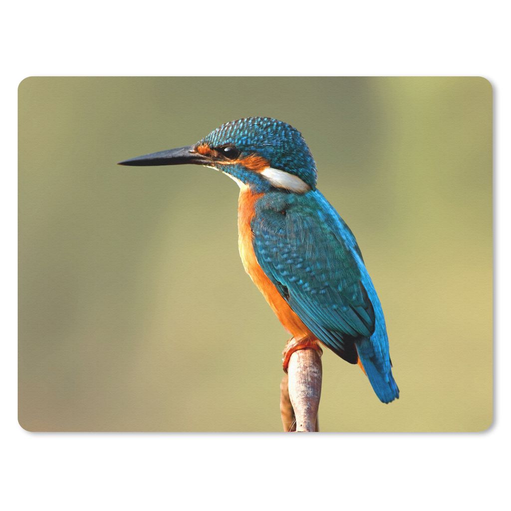 MuchoWow Mauspad Mousepad Eisvogel - Zweig - Tiere 23x19 cm - Mousepads - Maus Mat - Pad - Mausunterlage - Schreibtischunterlage - Mauspad