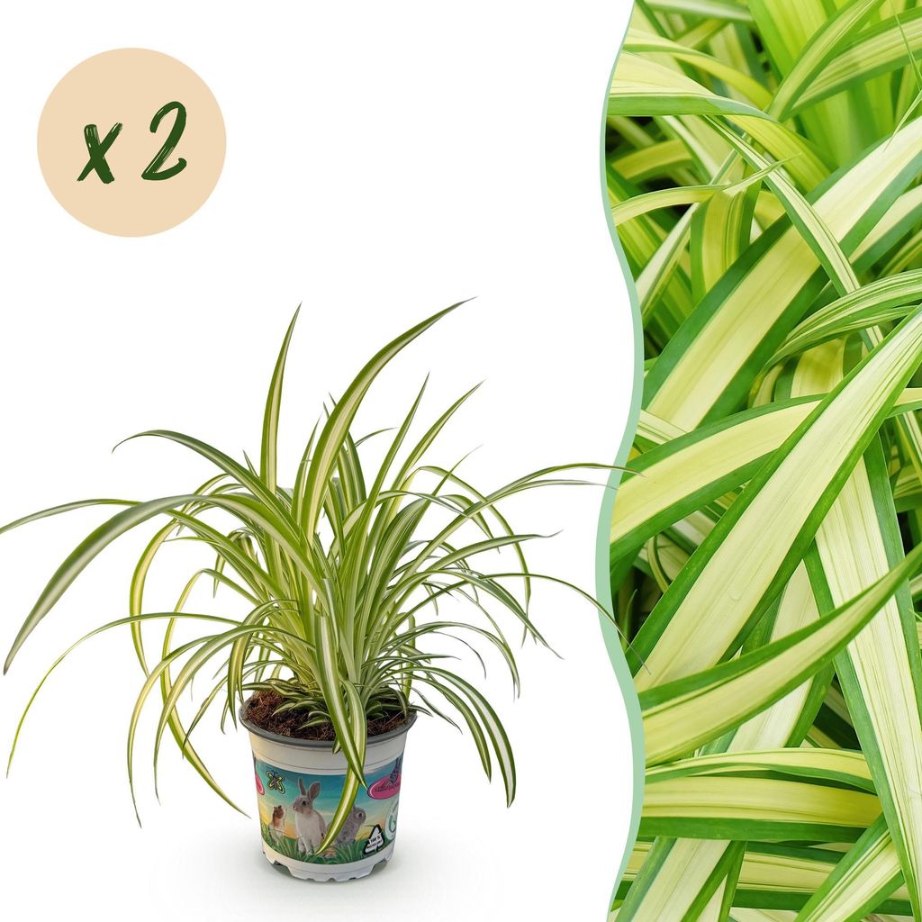 Green boutiQ - Zimmerpflanze - Chlorophytum comosum Variegatum - Katzengras - Haustierfreundlich - Bunt - 2 Pflanzen - Topf 12cm - Höhe 25-30cm