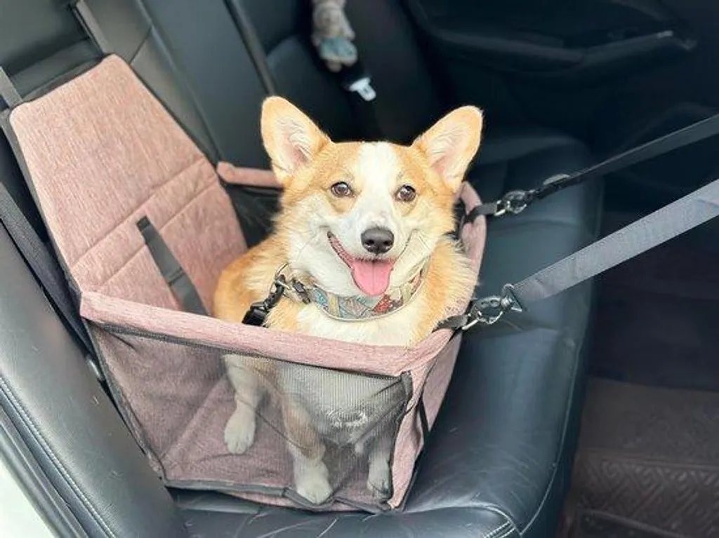 Panier de transport voiture pour chat et chien avec maintien renforcé