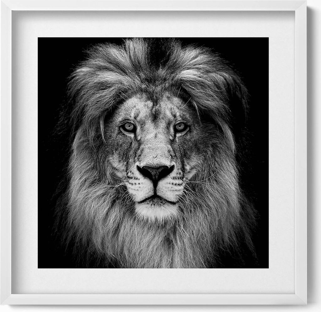 Löwenkopf einer Wildkatze– Wandbild mit Rahmen – Gerahmtes Bild – Wanddekoration – 50x50 cm – Weiß Rahmen