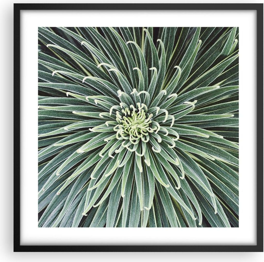 Gerahmtes Poster - Schwarzer Rahmen - Agave Grün Pflanze - 50x50 cm - Wand Bild - Wanddeko - Wandbilder - Kunstposter - Wandposter - Bilderrahmen ...