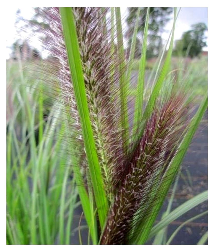 Lampenputzergras Red Head