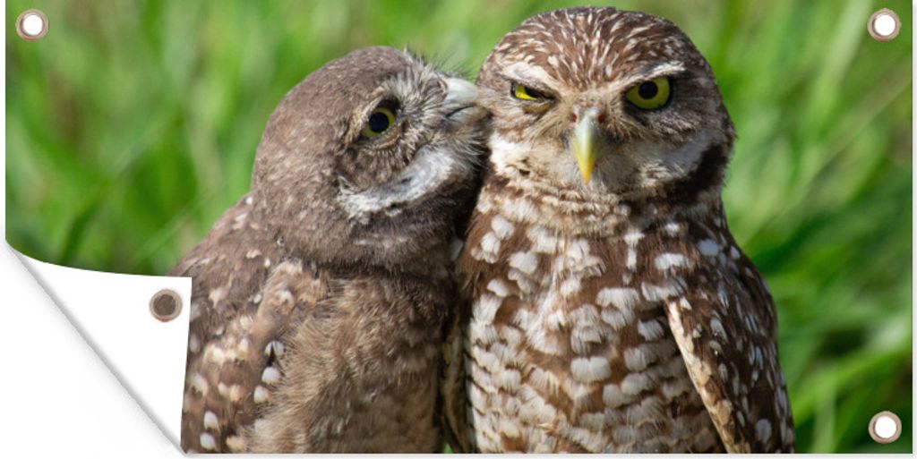MuchoWow 160x80 cm Outdoor-Poster Gartendeko Sichtschutz Garten Poster für den Garten Eulen - Vögel - Gras