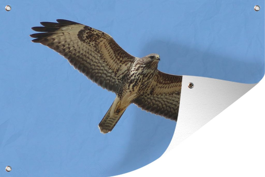 MuchoWow 120x80 cm Outdoor-Poster Gartendeko Sichtschutz Garten Poster für den Garten Der Mäusebussard streckt sich im Flug maximal aus