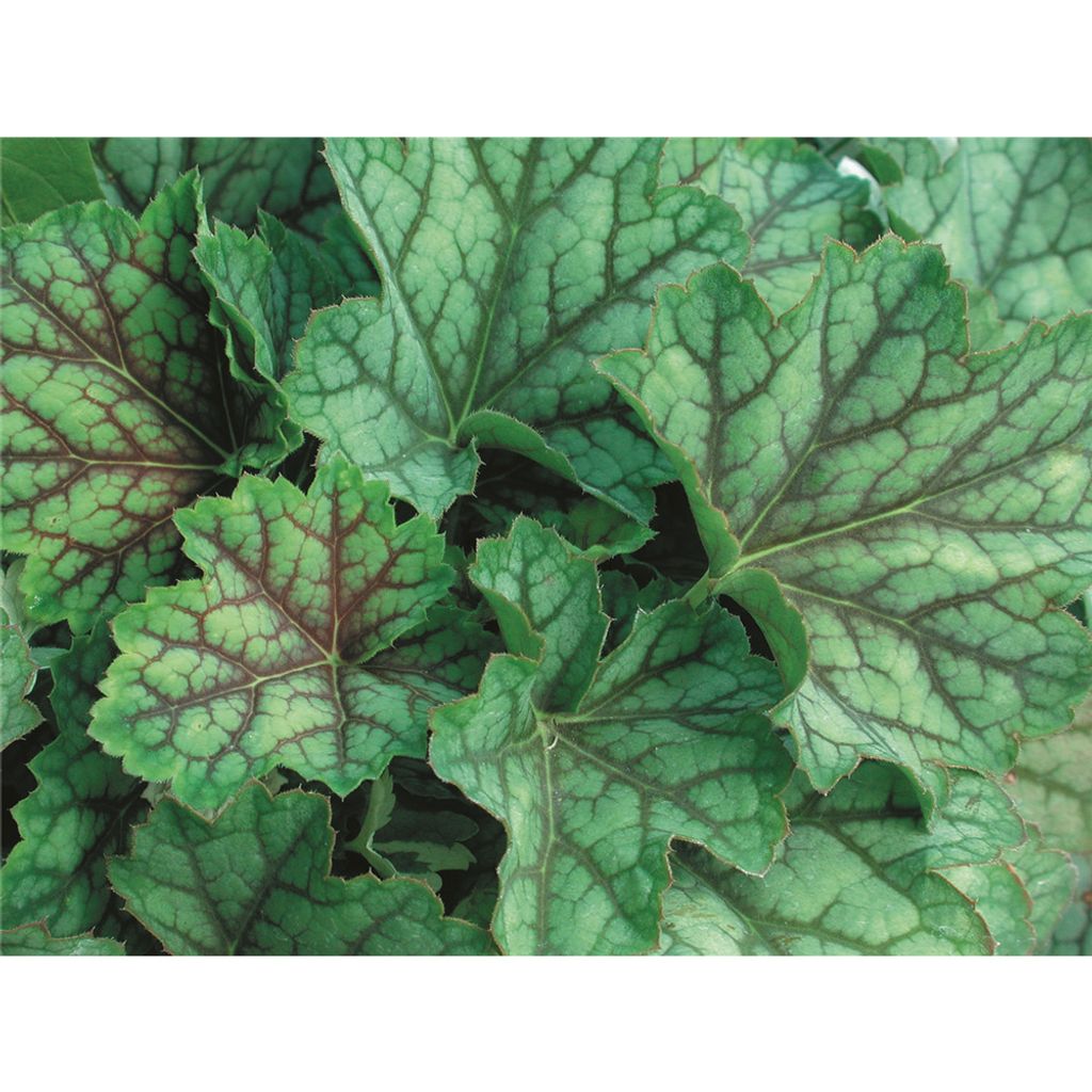 Heuchera "Green Spice" - Purpurglöckchen "Green Spice" im Produktbild 
