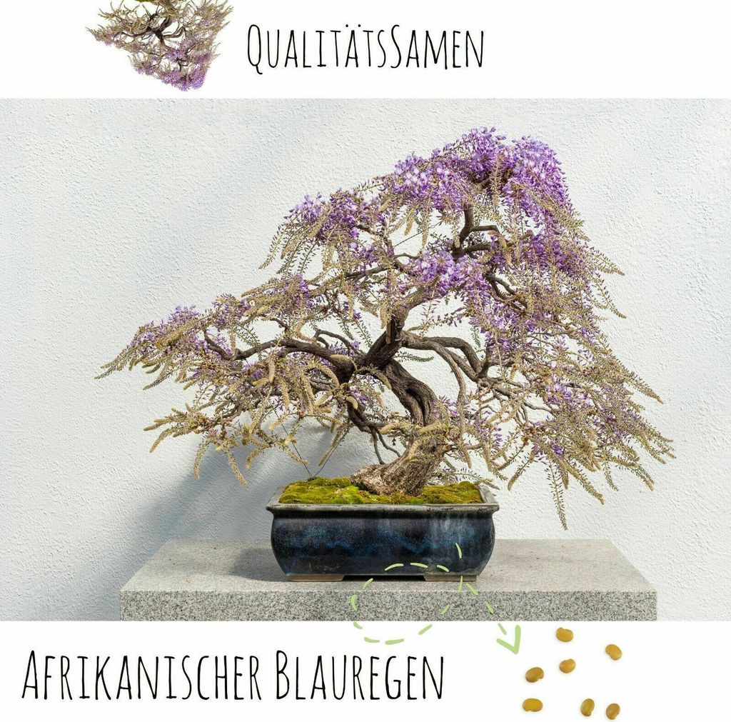 Blauregen Samen – Exotische, Winterharte Rankpflanze, Sämereien Für Garten & Balkon