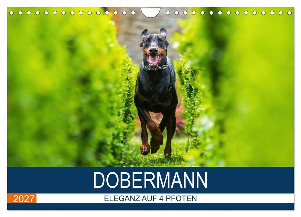 Dobermann 2027 (Wandkalender 2027 DIN A4 quer), CALVENDO Monatskalender