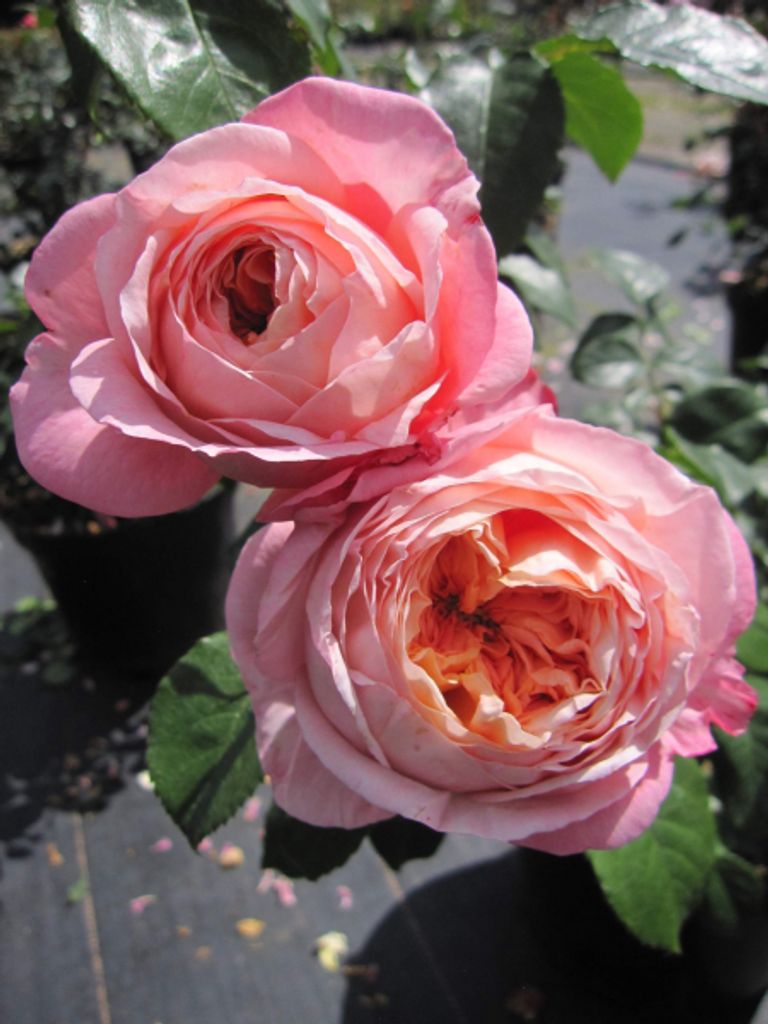 Rosa Domaine de Chantilly - Beetrose - Delbard Rose - ADR Rose 2019