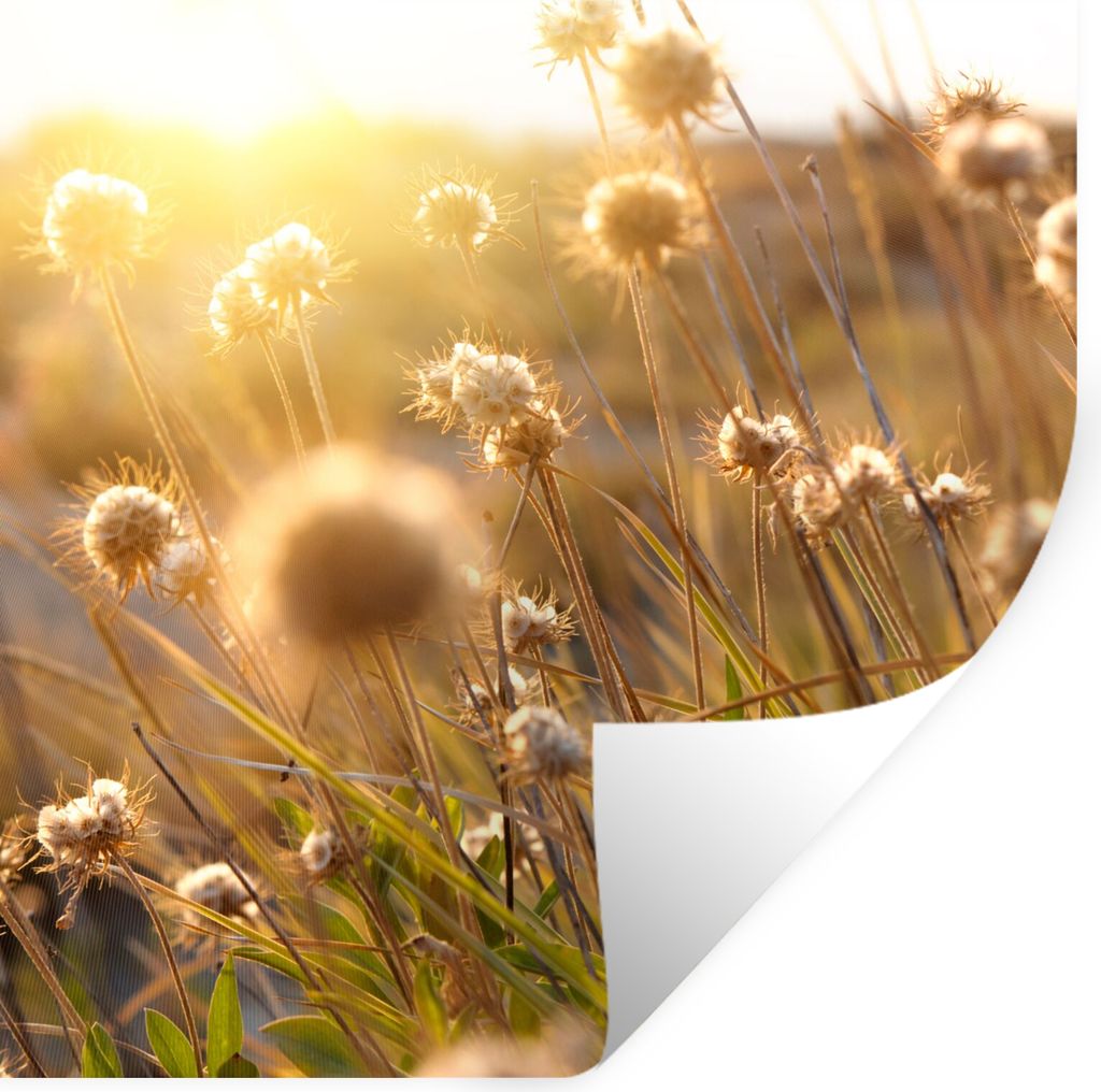 MuchoWow Wandtattoo Wandsticker Wandaufkleber Pflanzen - Natur - Blumen - Sonne - Horizont 100x100 cm Selbstklebend und Repositionierbar - Wierde...