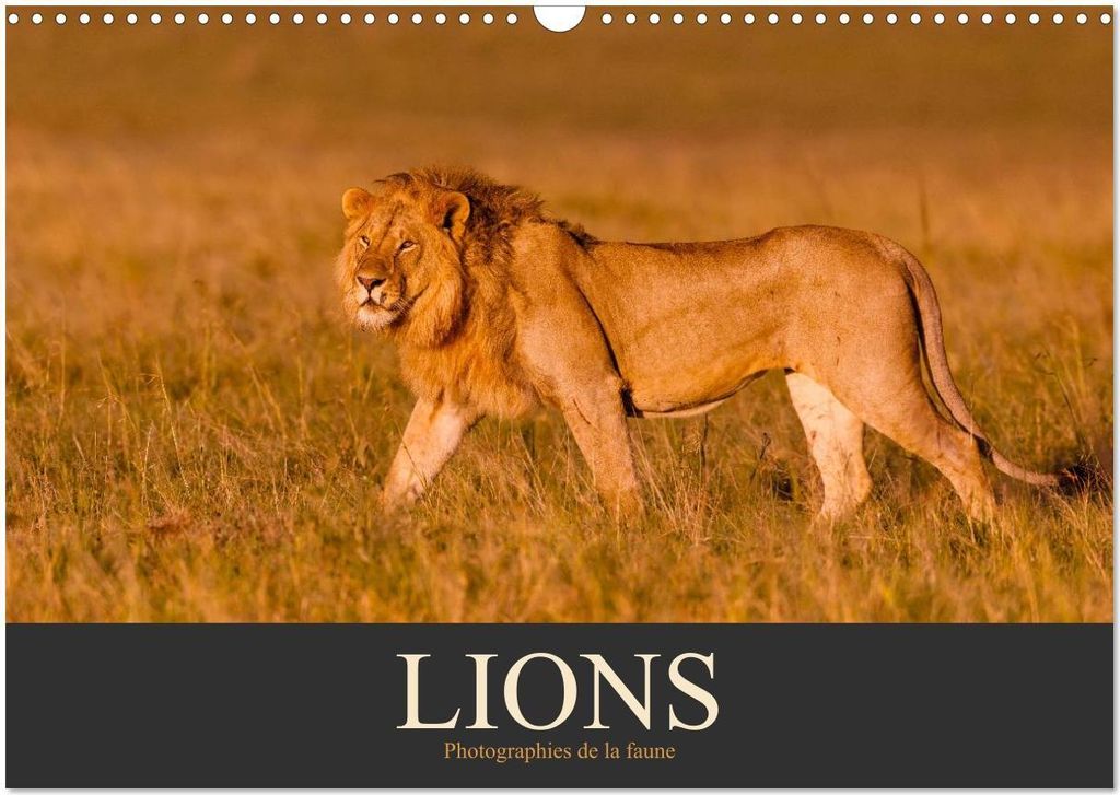 Lions - Photographies de la faune (Calendrier mural 2026 DIN A3 vertical), CALVENDO calendrier mensuel