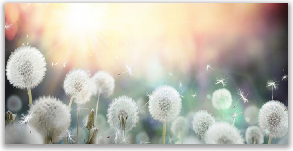 Tulup Leinwand-Bilder 120x60 Wandbild Canvas Kunstdruck Pusteblume Pflanzen