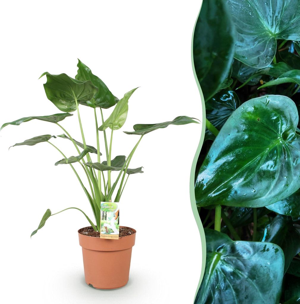 Green boutiQ - Zimmerpflanzen - Alocasia Cucullata - Buddhas Hand - Wenig Pflege - Grün - 1 Pflanze - Topf 21cm - Höhe 65-70cm
