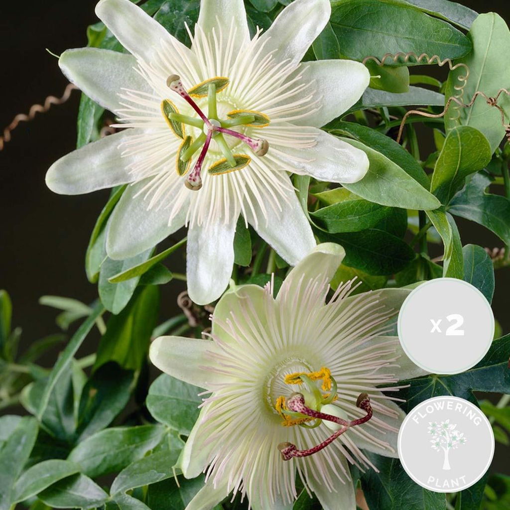 Bloomique - Lot de 2 - Passiflora 'Constance Elliott' - Image du produit 