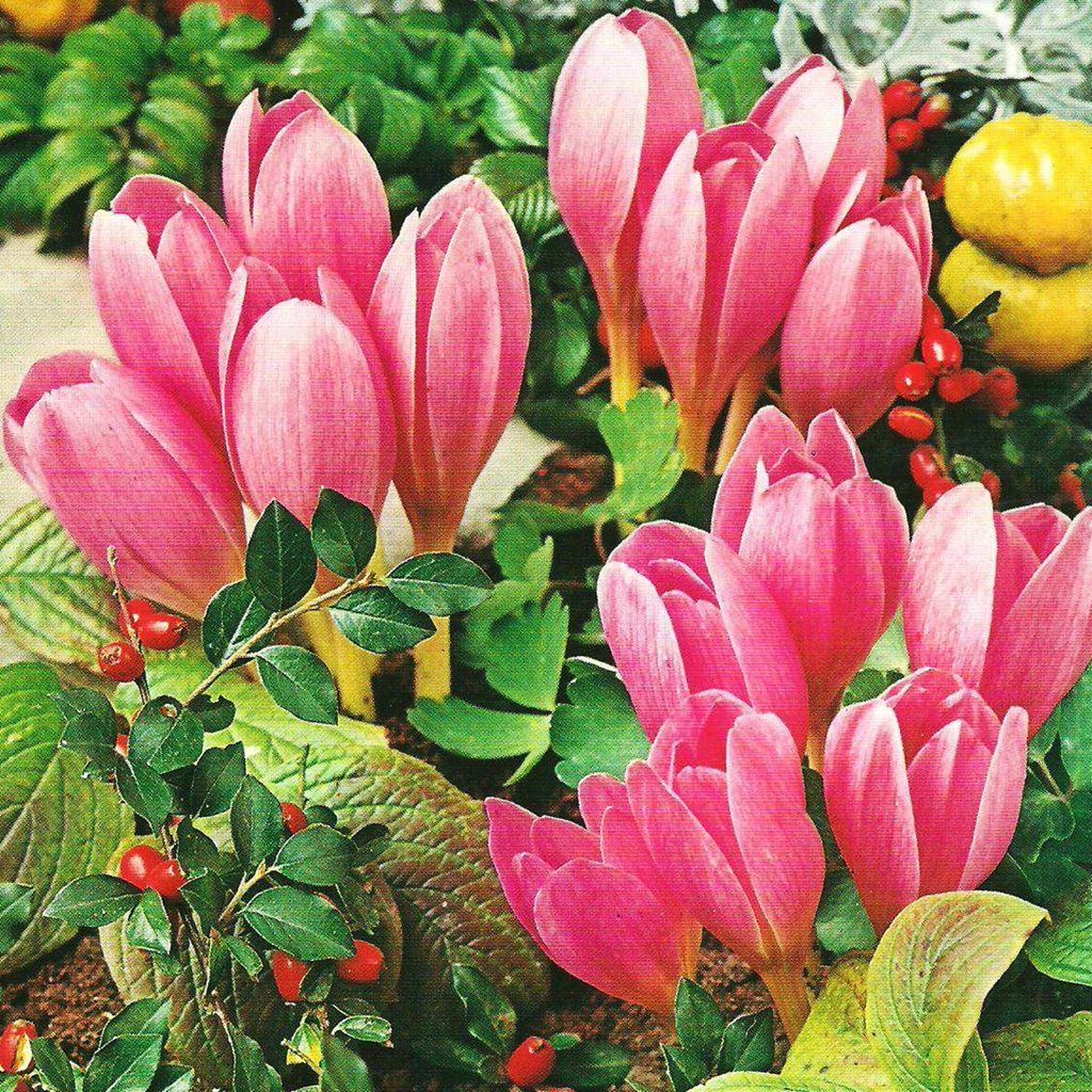 Colchicum Zimowit Jesienny Lilac Wonder 1 szt. Cebulki Zdjęcie produktu 