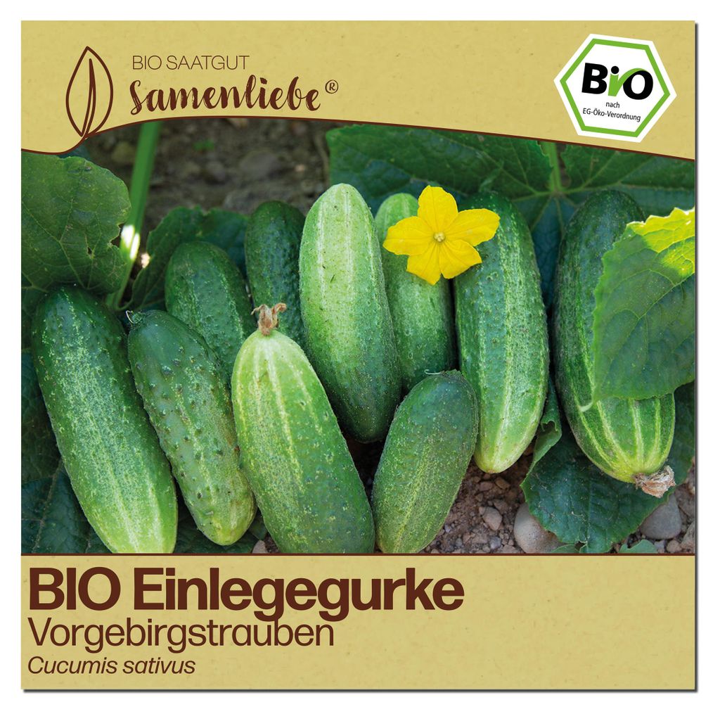 Samenliebe  Gurke Samen | Vorgebirgstrauben - knackige & Produktbild 