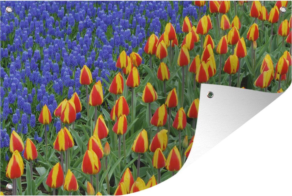 MuchoWow 90x60 cm Outdoor-Poster Gartendeko Sichtschutz Garten Poster für den Garten Tulpen und Traubenhyazinthen auf dem Keukenhof in den Nied...