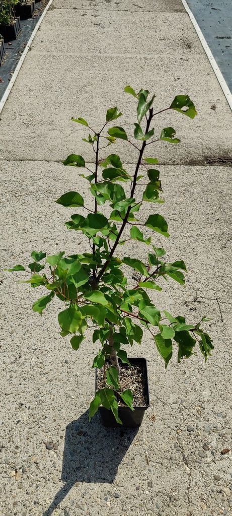 Prunus armeniaca 'Luizet' Aprikose - 5 Liter Topf - 100cm Produktbild 5