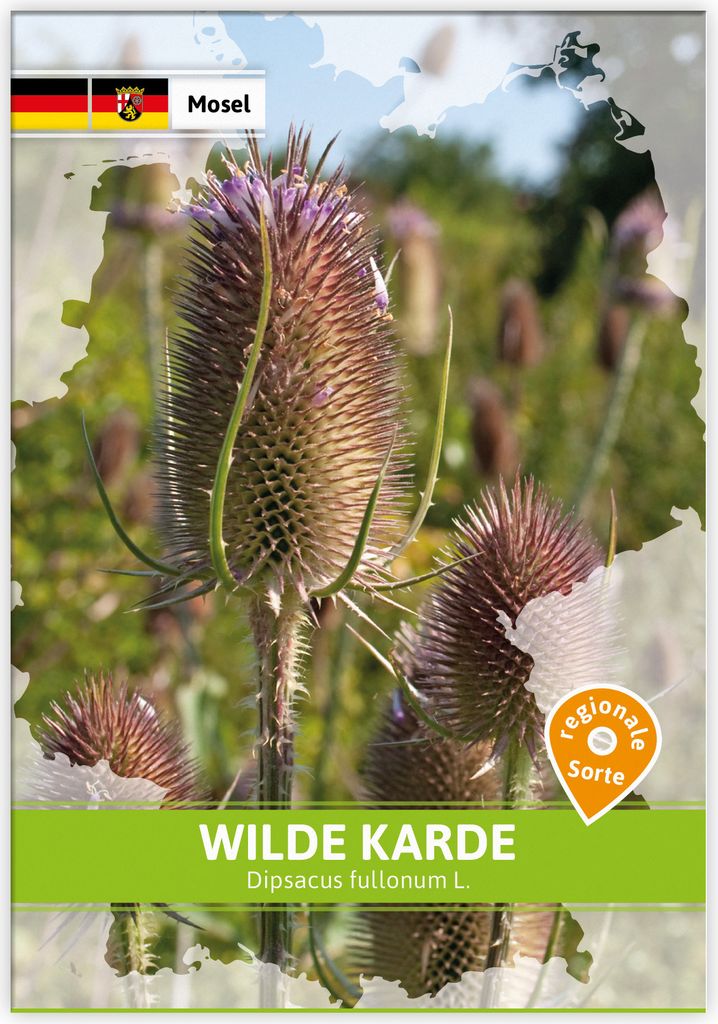 Wilde Karde (Regionale Sorte Mosel) | Saatgut für Werbezwecke von FLORTUS