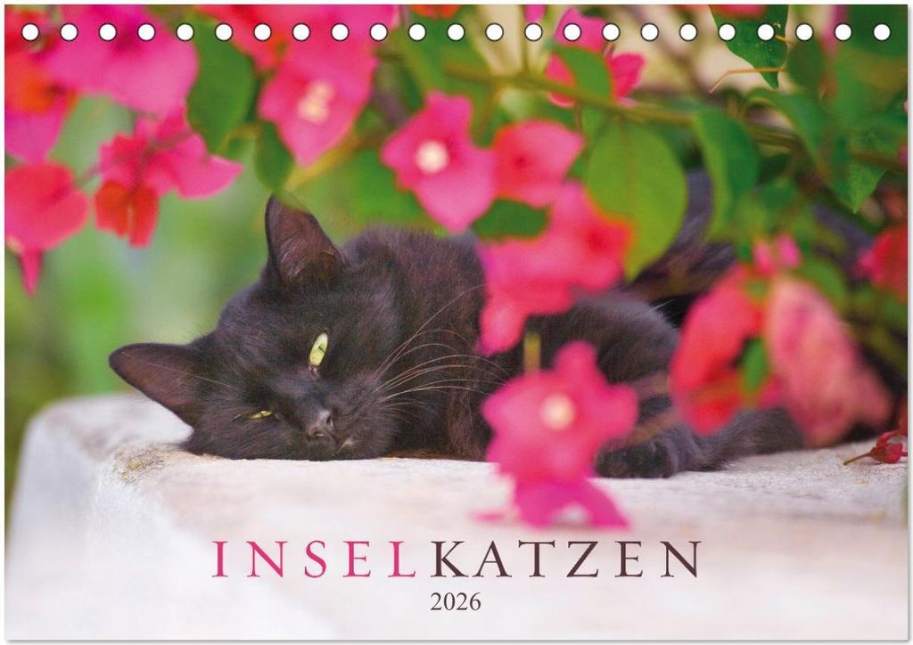 Inselkatzen (Tischkalender 2026 DIN A5 quer), CALVENDO Monatskalender