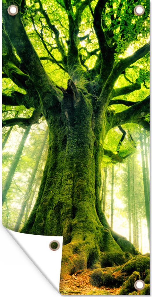 MuchoWow 30x60 cm Outdoor-Poster Gartendeko Sichtschutz Garten Poster für den Garten Eine alte Buche mit grün gefärbten Ästen