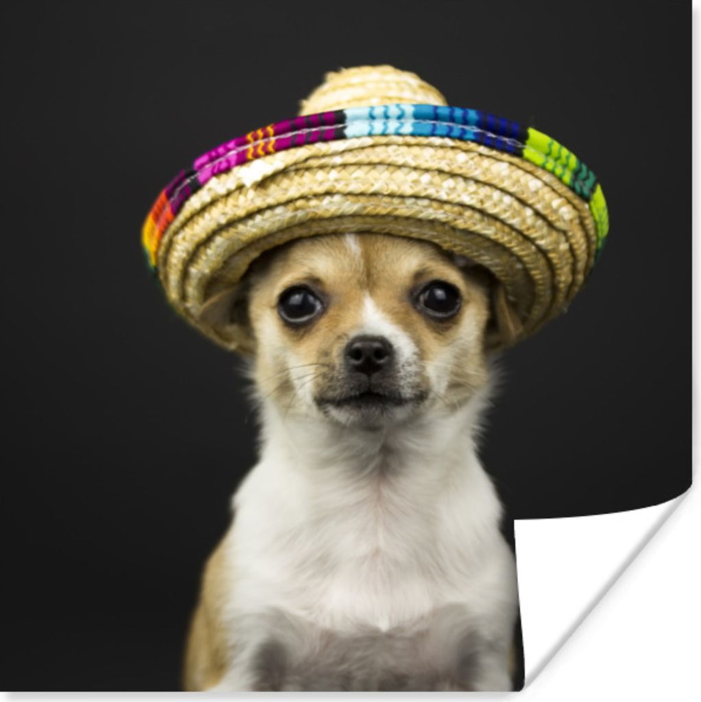 MuchoWow Poster Hund - Sombrero - Schwarz 50x50 cm - Wohnzimmerdekoration