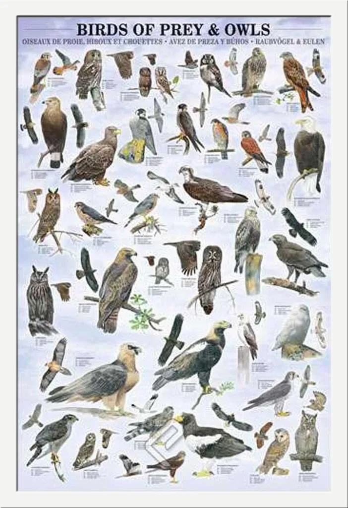 Set Poster Didattico Uccelli e Cornice Bianca Shinsuke per Scuole