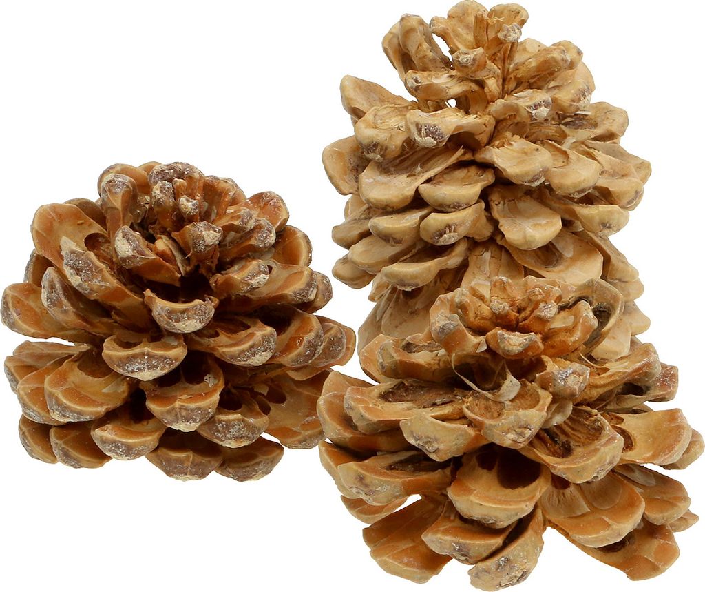 Naturdeko Pinienzapfen "Pinus Pinea" in Creme, Mixed Set 5-18cm, 25 Stück für DIY & Floristik