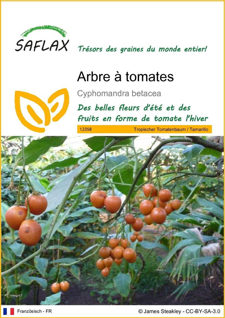 SAFLAX  - Arbre à tomates - 50 graines - Cyphomandra Image du produit 