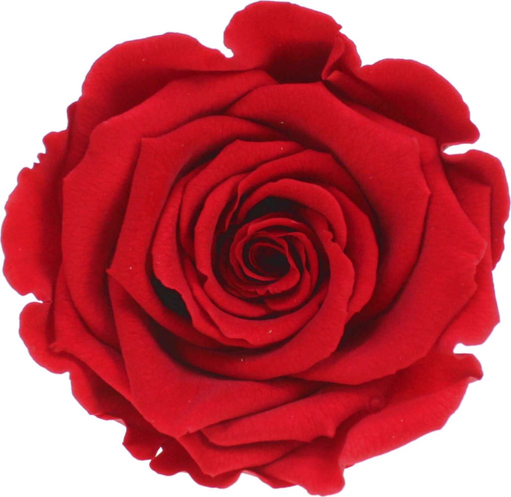 Infinity Rose XL Ø6-7cm konserviert stabilisiert haltbar Produktbild 