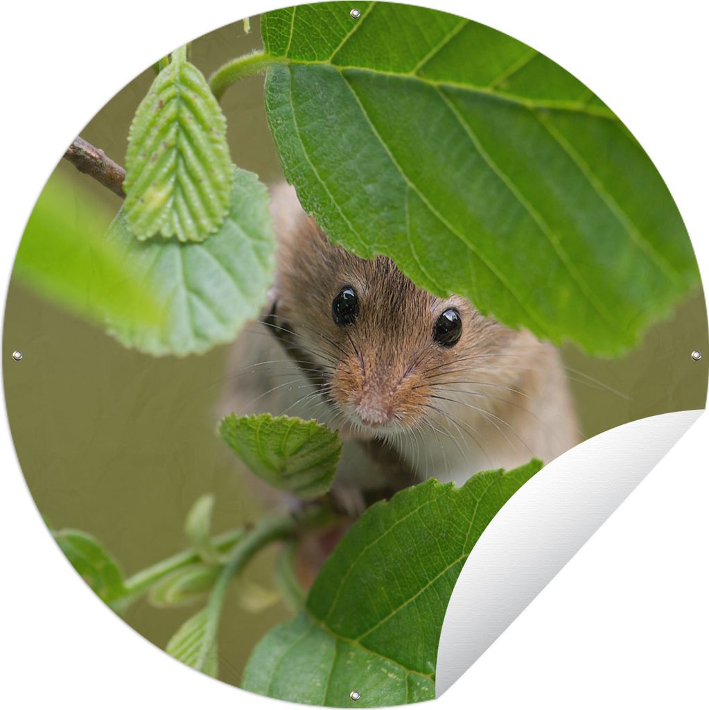 MuchoWow Gartenposter Outdoor-Poster Rund Zwergmaus - Jungtiere - Blätter Ø 90 cm Gartendeko Rundes Poster draußen