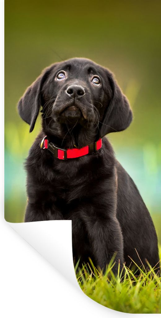 MuchoWow Wandtattoo Wandsticker Wandaufkleber Ein schwarzer Labrador Retriever schaut auf 20x40 cm Selbstklebend und Repositionierbar - Selbstkle...