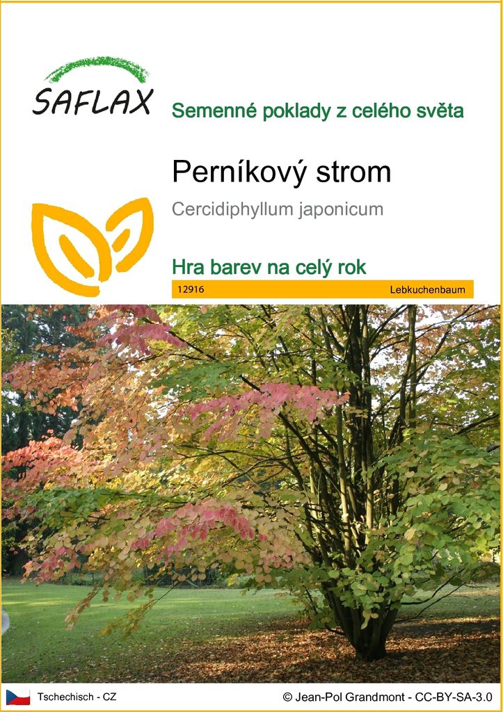SAFLAX - perníkový strom - Cercidiphyllum japonicum - 200 Obrázek produktu 