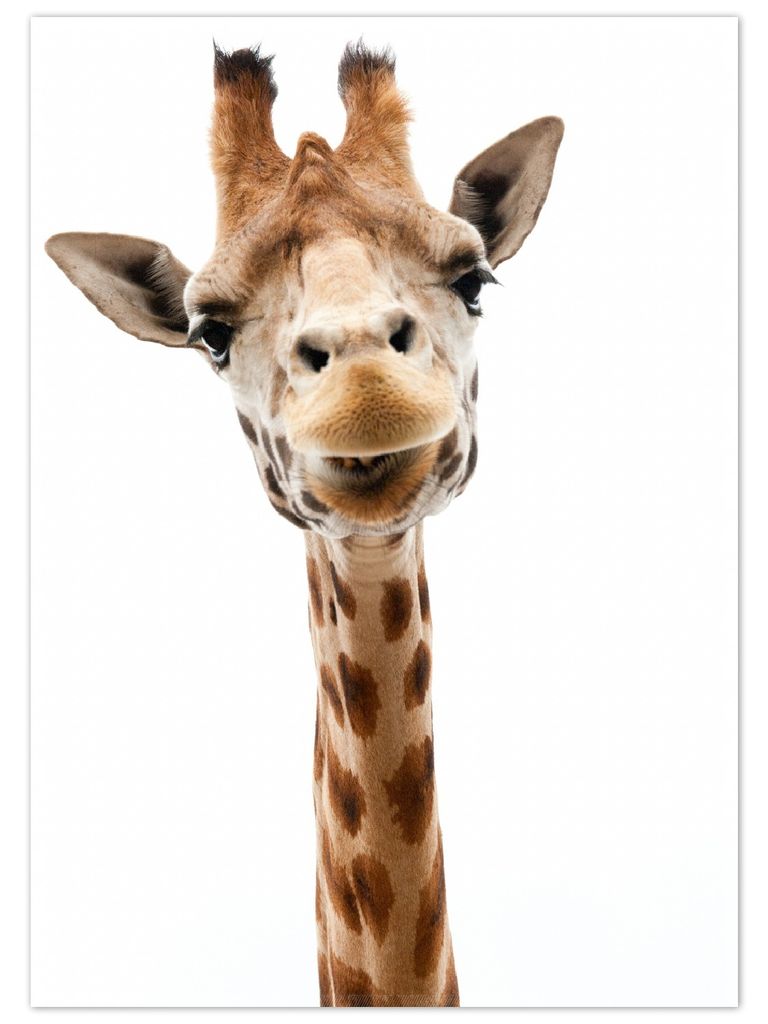 Wallario Premium Teppich, Größe 50 x 70 cm, Giraffenkopf