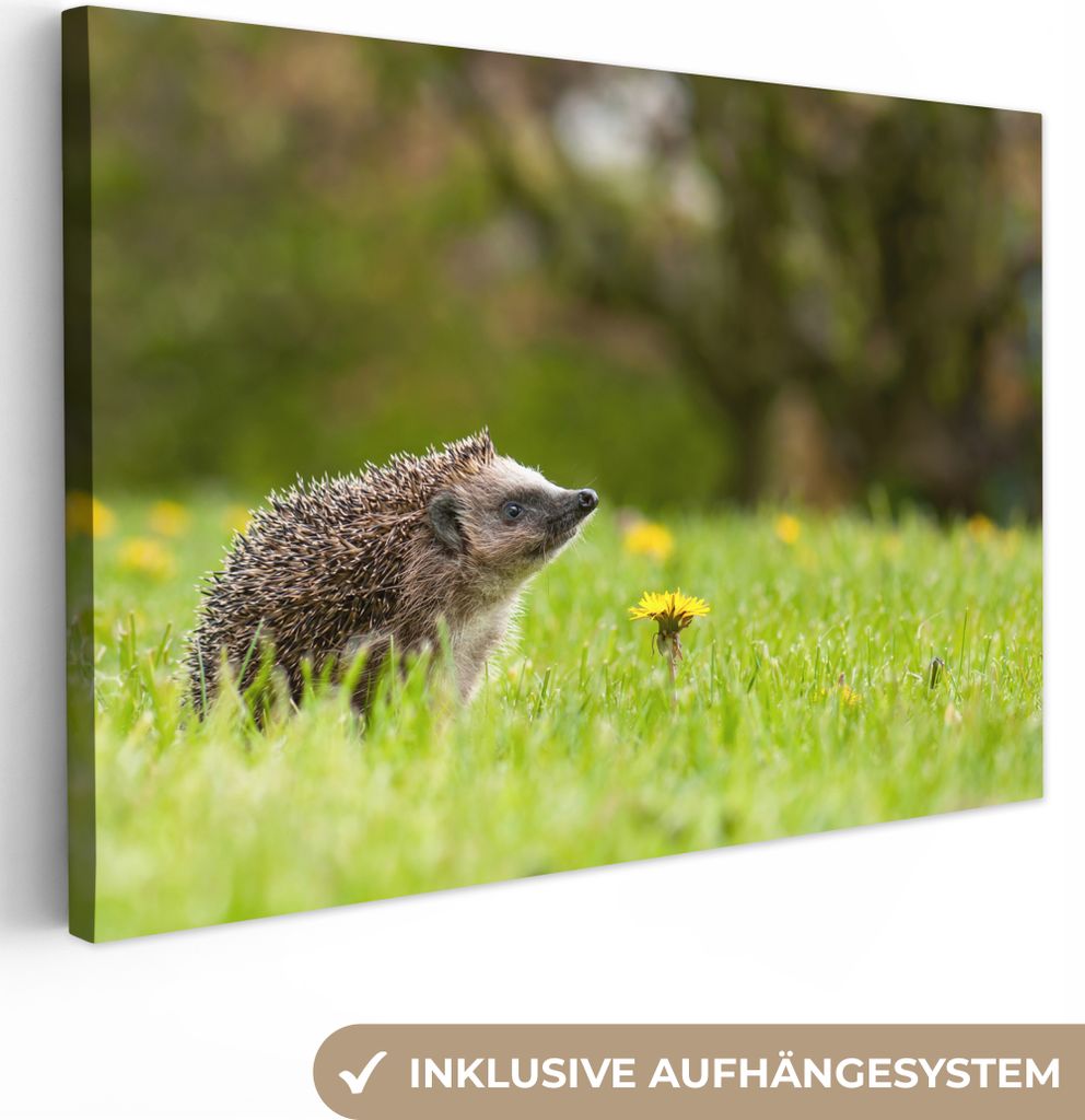 OneMillionCanvasses - Leinwandbilder - 150x100 cm, Igel - Blume - Frühling, Wandbilder Kunstdruck Wanddekoration
