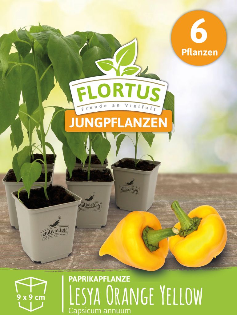 Paprikapflanze Lesya Orange Yellow | Chilipflanzen von FLORTUS, Menge:6 Pflanzen