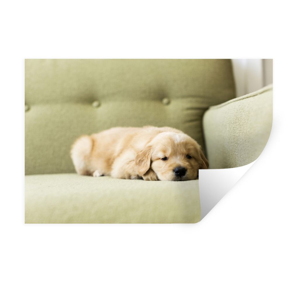 MuchoWow Wandtattoo Wandsticker Wandaufkleber Ein schlafender Golden Retriever Welpe auf dem Sofa 90x60 cm Selbstklebend und Repositionierbar - A...