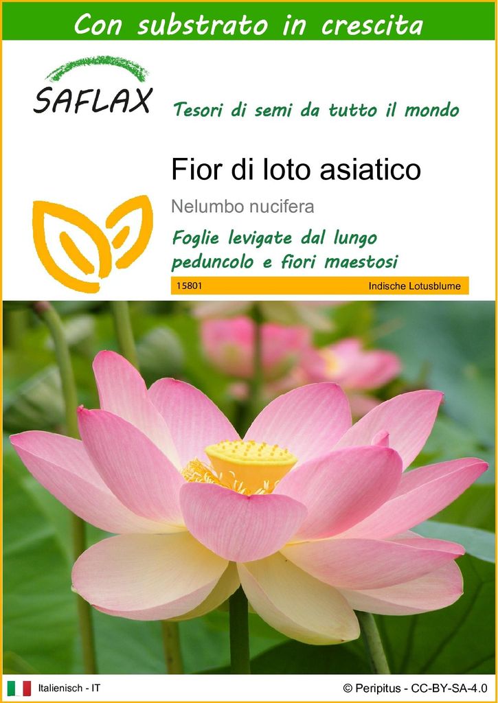 SAFLAX  - Fior di loto asiatico - 8 semi - Con substrato - Immagine del prodotto 
